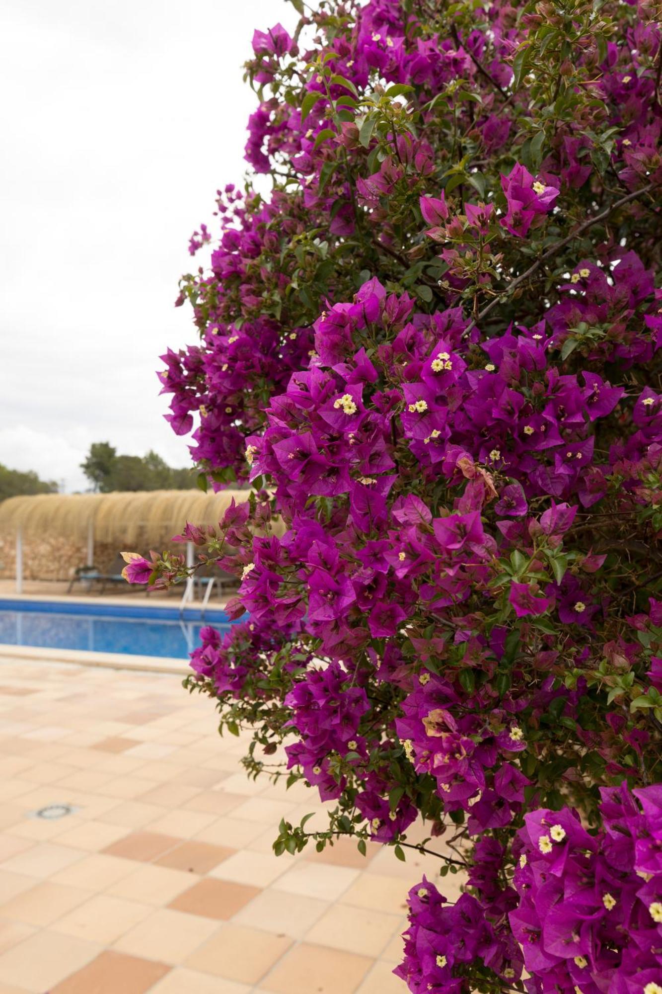 Villa Mestral Alcudia  Dış mekan fotoğraf